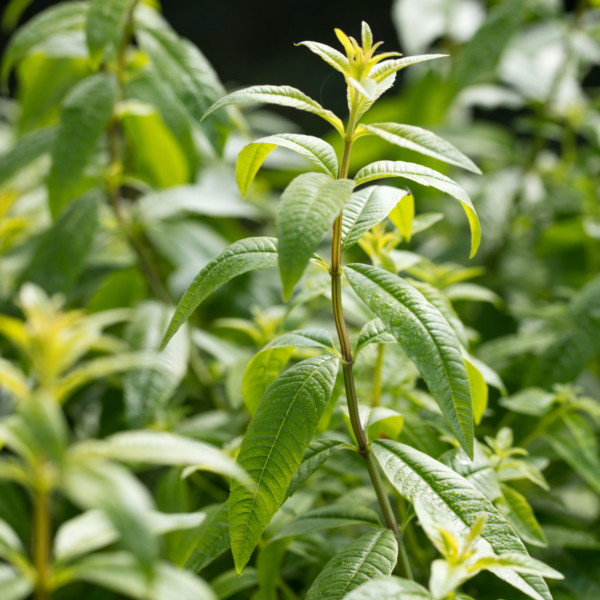 Natural Life Lemon Verbena Herbal Tea Bags Infusion
