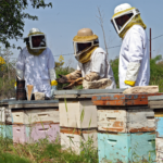 Mellona Raw Honey Bee Hives Bee Keepers