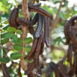 Wild Carob Powder 550g - Image 5