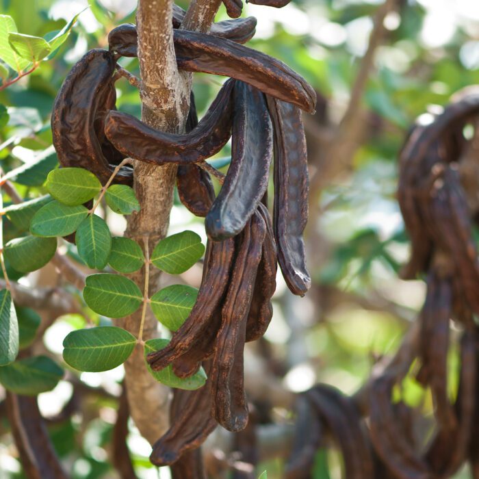 Wild Carob Powder 550g - Image 5