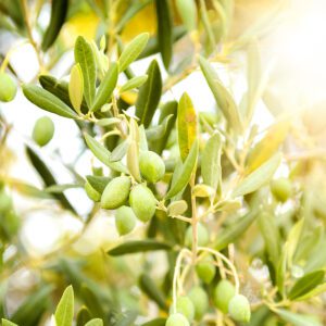 The Health Benefits of Olive Oil Blog
