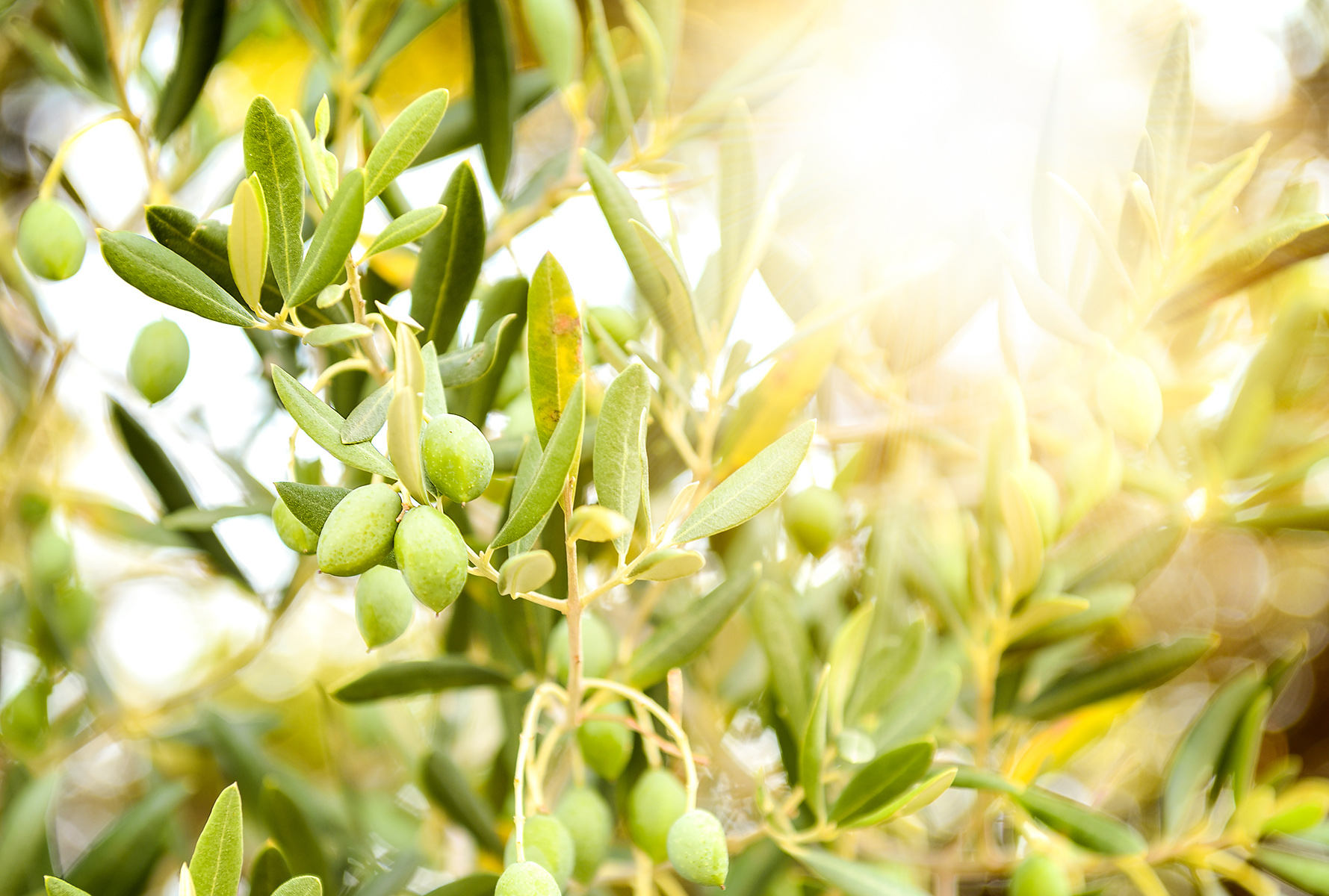extra virgin olive oil olives grove close up koroneiki